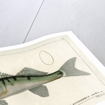 Zander by Francois Plée