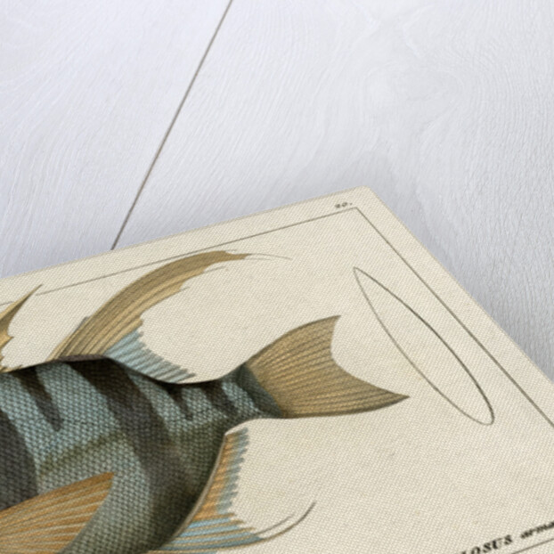 ‘Old Wife’ by Martin Schmeltz