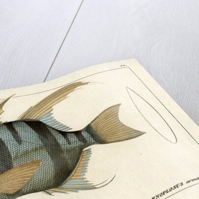 'Old Wife' by Martin Schmeltz