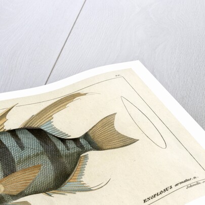 ‘Old Wife’ by Martin Schmeltz