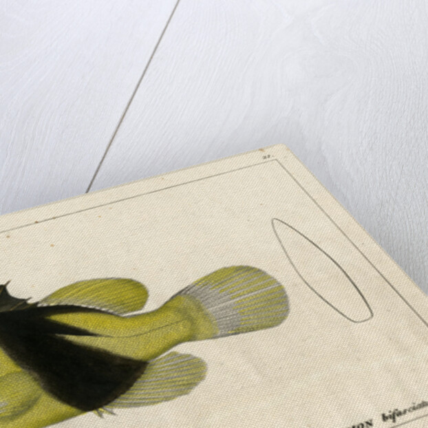 Barred soapfish by Francois Plée