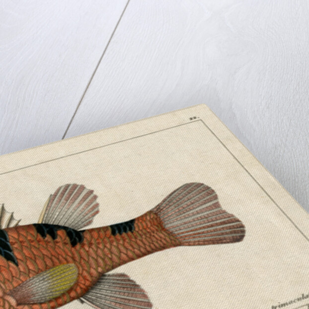 Three-spot cardinalfish by Francois Plée