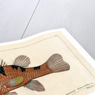 Three-spot cardinalfish by Francois Plée