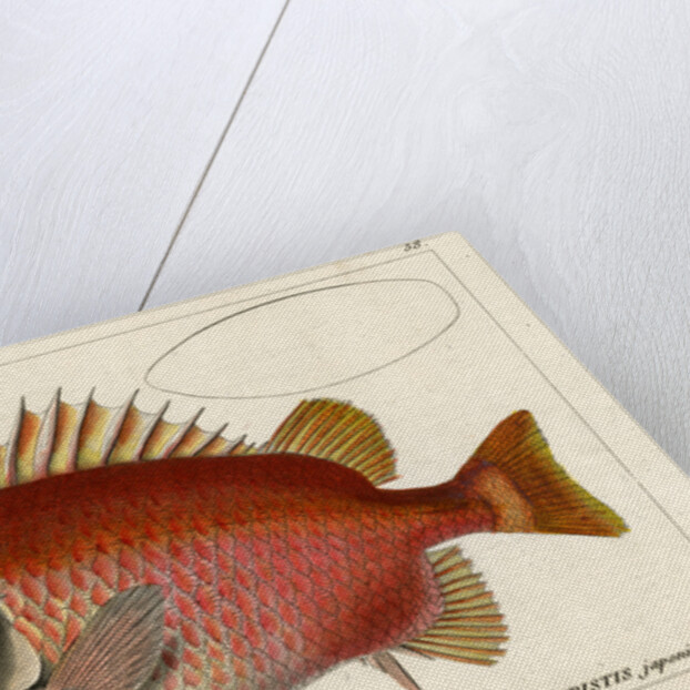 Japanese soldierfish by Smith