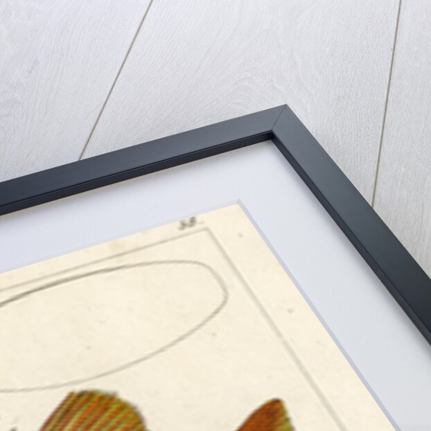 Japanese soldierfish by Smith