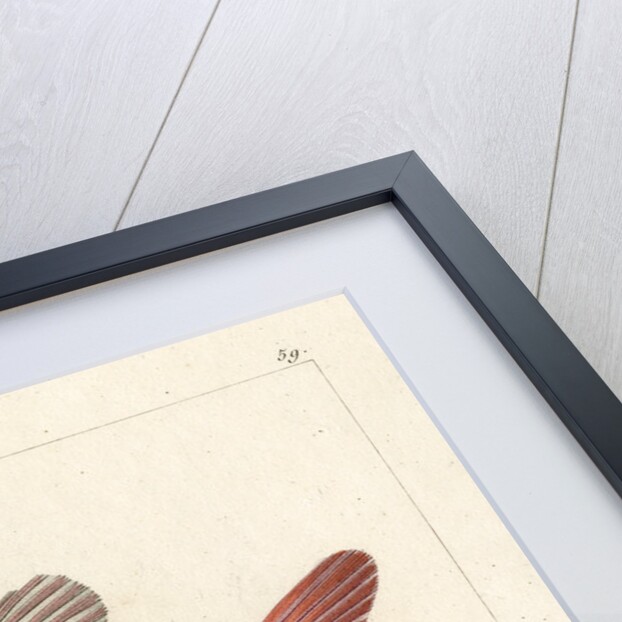 Red squirrelfish by Martin Schmeltz