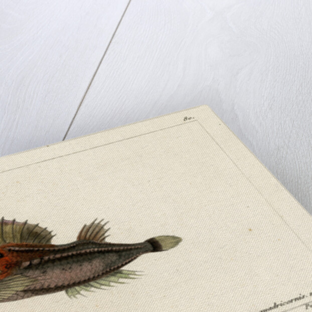 Fourhorn poacher by Vittore Pedretti