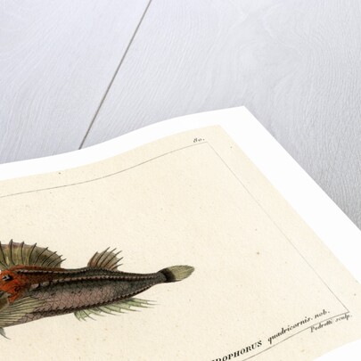 Fourhorn poacher by Vittore Pedretti