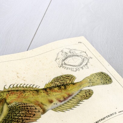 Sea raven by Vittore Pedretti