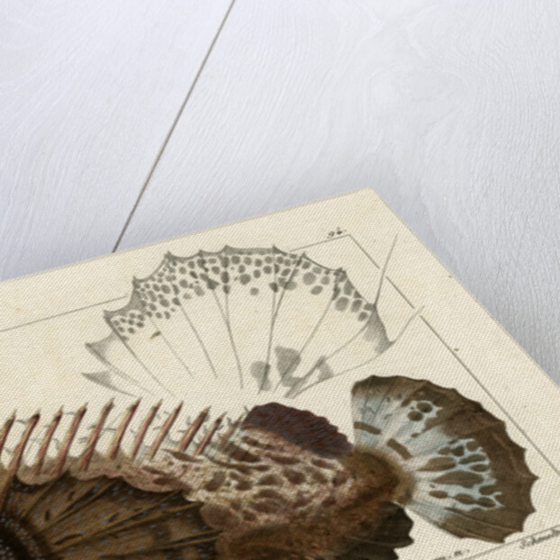 Two-stick stingfish by Martin Schmeltz