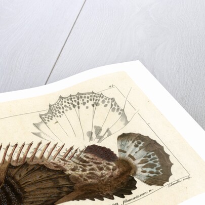 Two-stick stingfish by Martin Schmeltz