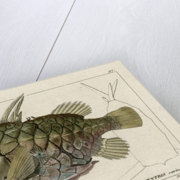 Pinecone fish by Martin Schmeltz