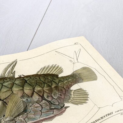 Pinecone fish by Martin Schmeltz