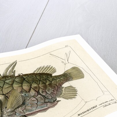 Pinecone fish by Martin Schmeltz