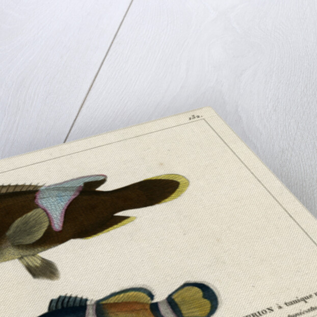 Two clownfishes by Vittore Pedretti