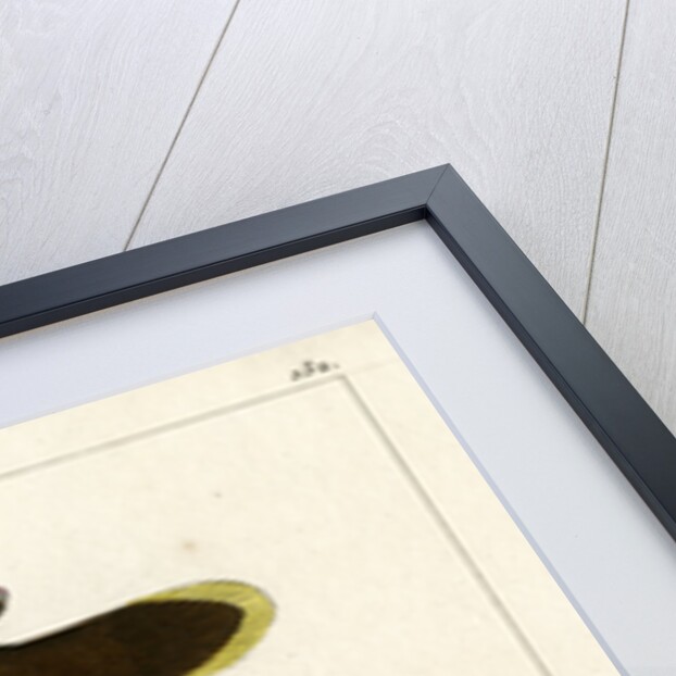 Two clownfishes by Vittore Pedretti