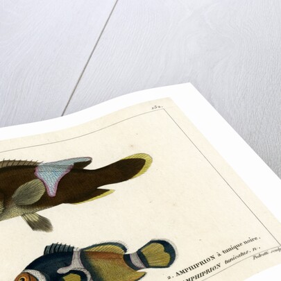 Two clownfishes by Vittore Pedretti