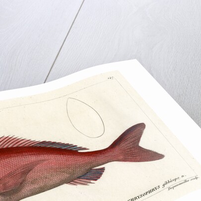 Red stumpnose by François Jacques Dequevauviller