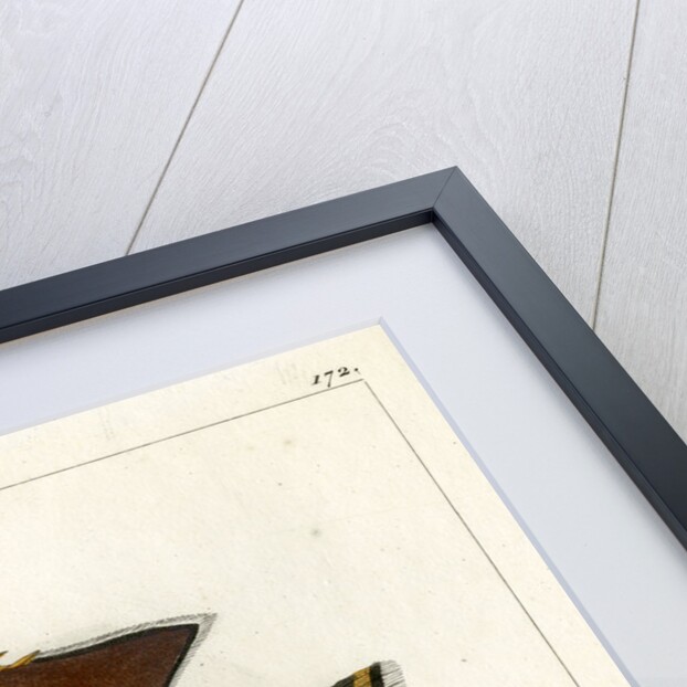 Chevron butterflyfish by François Jacques Dequevauviller