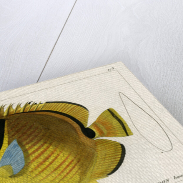 Raccoon butterflyfish by Vittore Pedretti