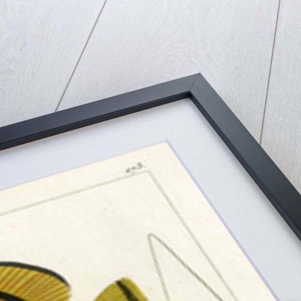 Raccoon butterflyfish by Vittore Pedretti