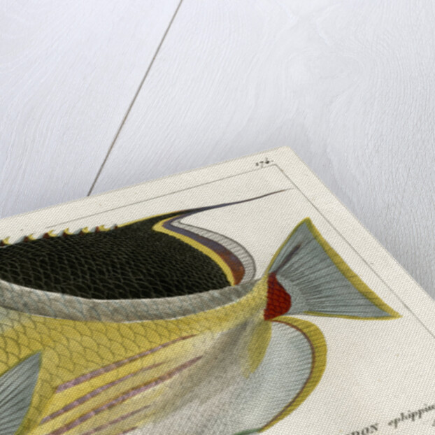 Saddle butterflyfish by Martin Schmeltz