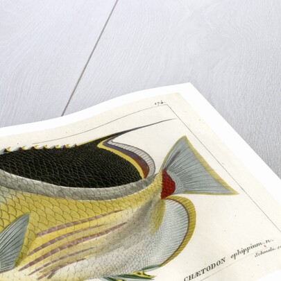 Saddle butterflyfish by Martin Schmeltz