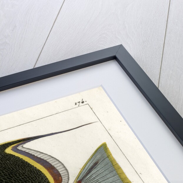 Saddle butterflyfish by Martin Schmeltz