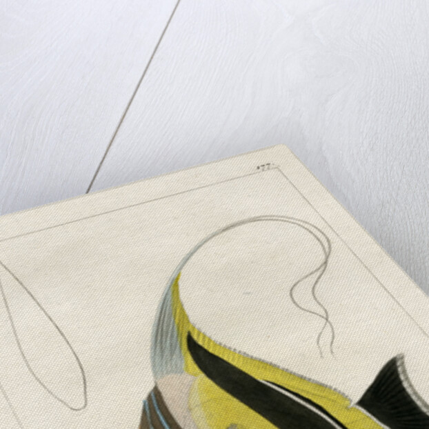 Moorish idol by Vittore Pedretti