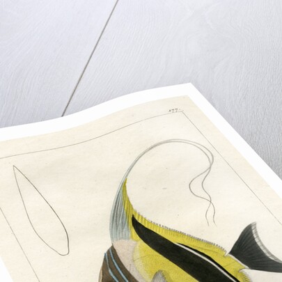 Moorish idol by Vittore Pedretti