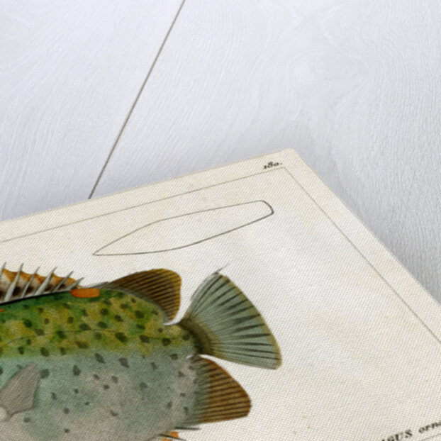 Spotted scat by Vittore Pedretti