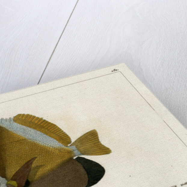 Horned bannerfish by Vittore Pedretti