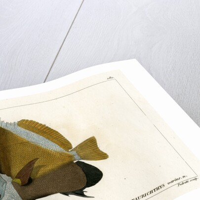 Horned bannerfish by Vittore Pedretti