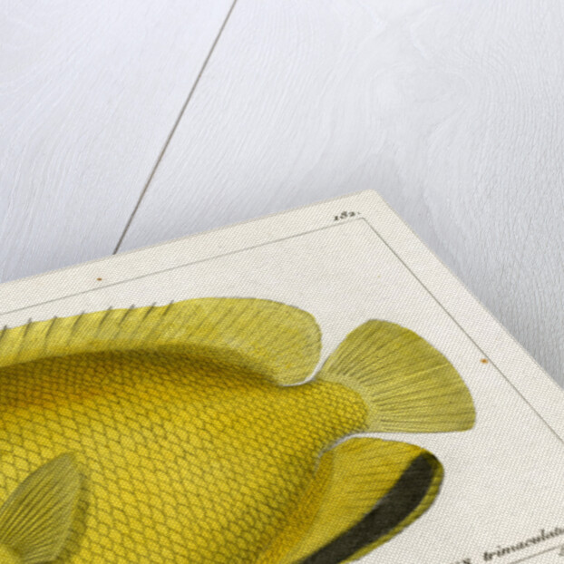 Threespot angelfish by Martin Schmeltz