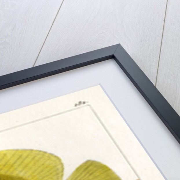 Threespot angelfish by Martin Schmeltz