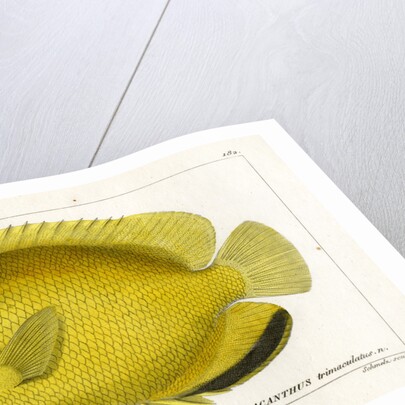 Threespot angelfish by Martin Schmeltz