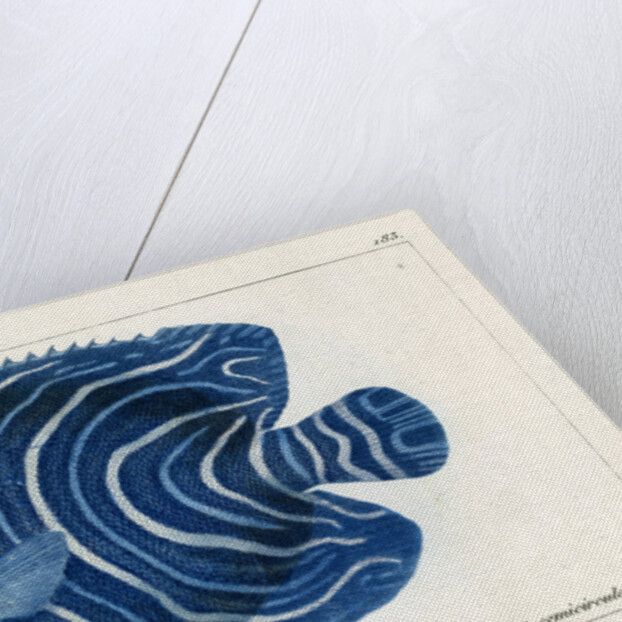 Semicircle angelfish by Martin Schmeltz