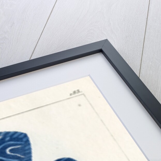 Semicircle angelfish by Martin Schmeltz