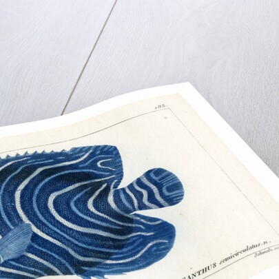 Semicircle angelfish by Martin Schmeltz