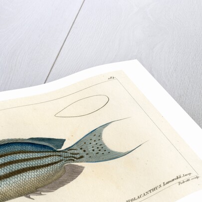 Lamarck’s angelfish by Vittore Pedretti