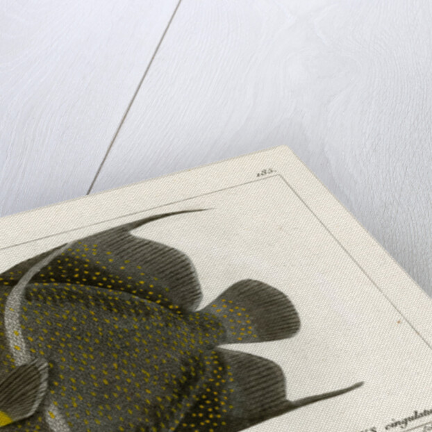 Grey angelfish by Martin Schmeltz