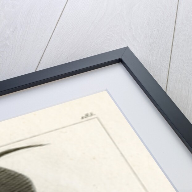 Grey angelfish by Martin Schmeltz