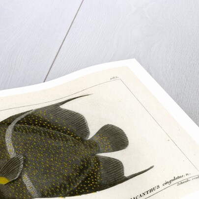 Grey angelfish by Martin Schmeltz