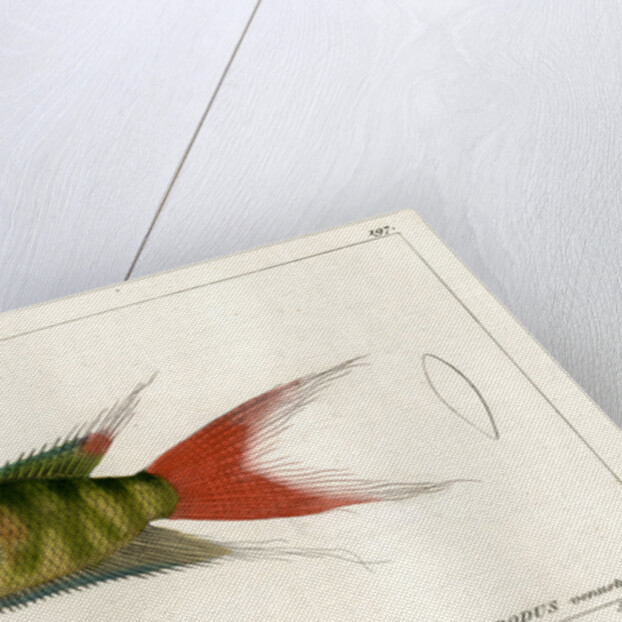 Paradise fish by Martin Schmeltz