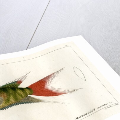 Paradise fish by Martin Schmeltz