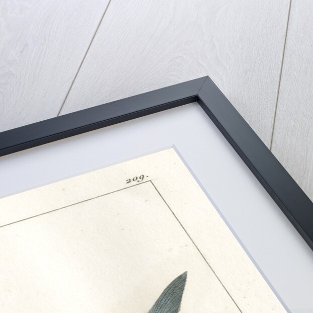 Atlantic chub mackerel by Nicolas Louis Rousseau