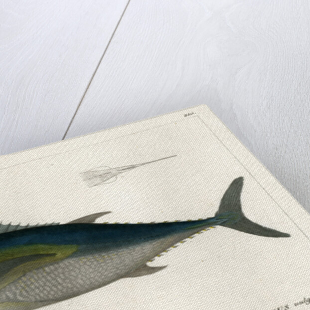 Atlantic bluefin tuna by François Jacques Dequevauviller