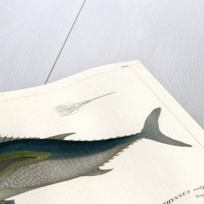 Atlantic bluefin tuna by François Jacques Dequevauviller