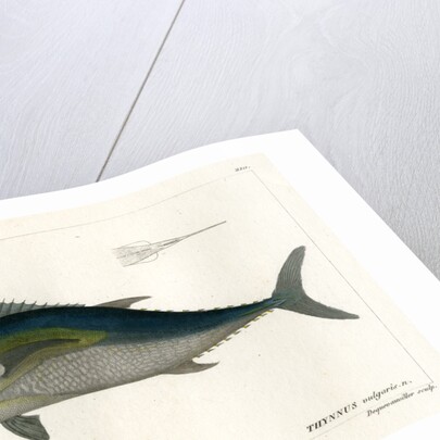 Atlantic bluefin tuna by François Jacques Dequevauviller