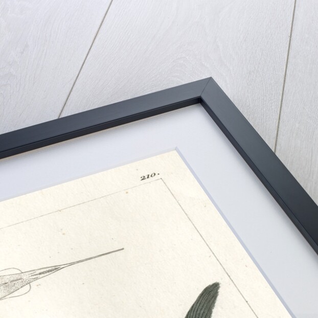 Atlantic bluefin tuna by François Jacques Dequevauviller